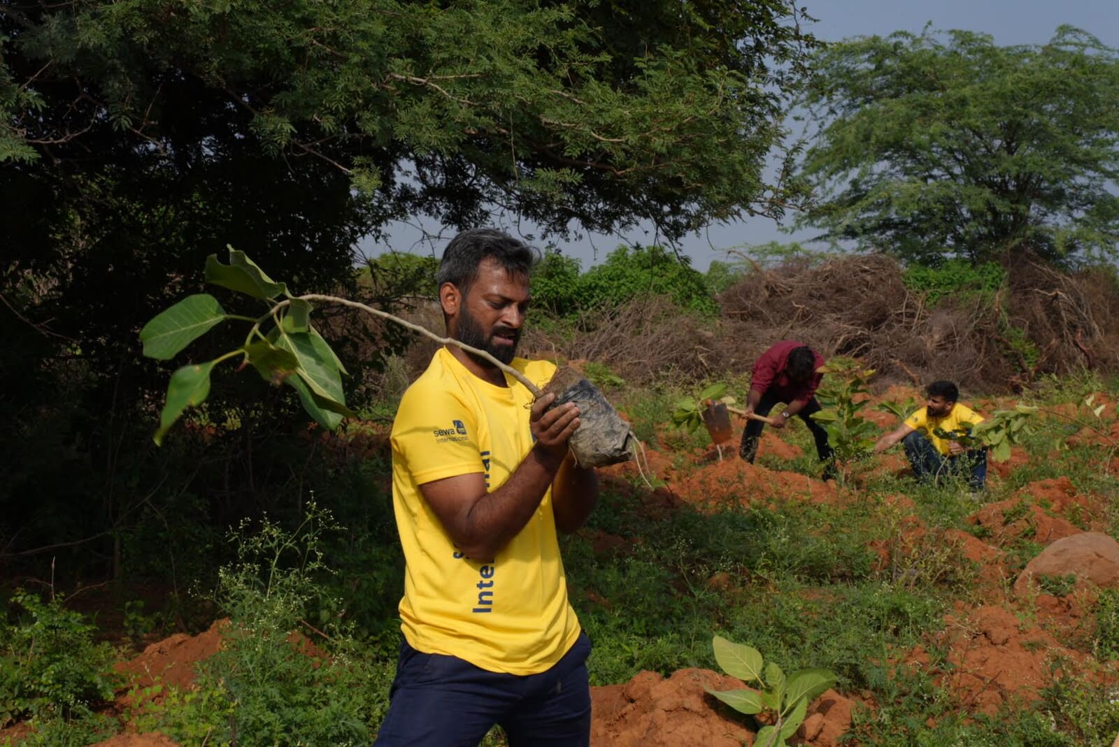Sewa International volunteers planting saplings during a community plantation drive