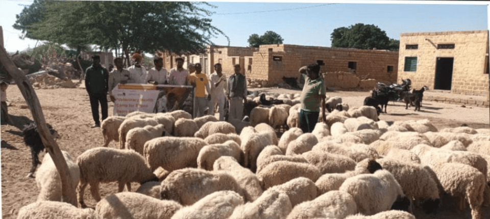 Veterinary Health Camp Organized by SEWA International